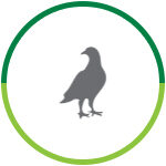 Manejo de Pombos